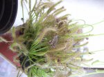 drosera florint (3).jpg