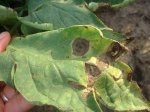 Tomate con alternaria.jpg