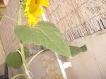 girasol a 25.07.07.JPG