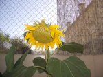 girasol b 25.07.07.JPG