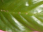 plaga1.jpg