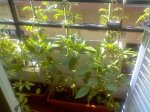 Imagen0043.jpg