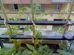 Imagen0203.jpg