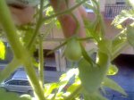 Imagen0145.jpg