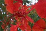 flor1.jpg