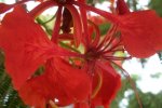 flor3.jpg