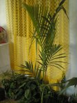 palmera.jpg