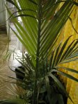 palmera1.jpg