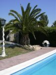palmera piscina.jpg