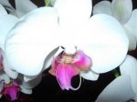 DSCN8540.jpg