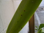 Imagen 018.jpg