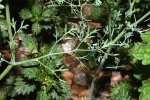 IMG_7572.jpg