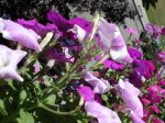 DSC00274_redimensionar.JPG