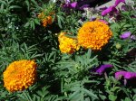 DSC00277_redimensionar.JPG