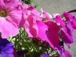 DSC00287_redimensionar.JPG