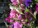 DSC00276_redimensionar.JPG