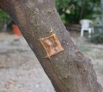 injerto3.jpg