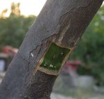 injerto4.jpg