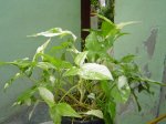 DSC00005.JPG