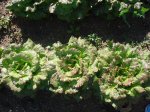 DSC00964.jpg