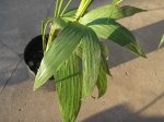 palm5.jpg
