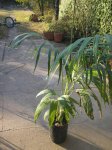 palm2.jpg