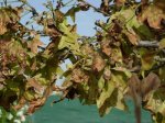 liquidambar sos 1.jpg