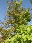 liquidambar sos 2.jpg