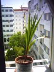 glad en ventana.jpg