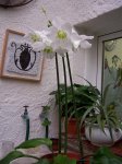 eucharis1.jpg