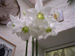eucharis2.jpg