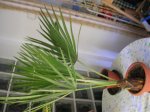 palmera2.jpg