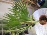 palmera3.jpg