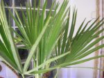 palmera1.jpg