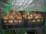 DSCN1750.jpg