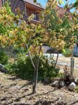 arbol.jpg