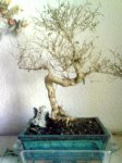 Serissa phoetida peq.jpg