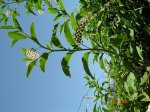 DSC00972.jpg