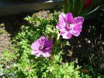 DSC00964.jpg