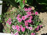 DSC00968.jpg