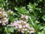 DSC00970.jpg