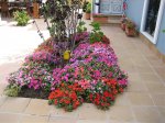 flores de mi jardin julio 2007 011.jpg