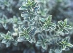 Euonymus japonicus ‘Microphyllus Variegatus’.jpg