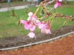 DSC00259.jpg