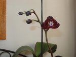 Imagen 032.jpg