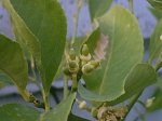 limones 2007093.jpg