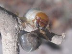 insecto 002.jpg