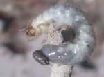 insecto 003.jpg