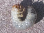 insecto 004.jpg