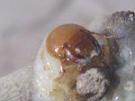 insecto 007.jpg